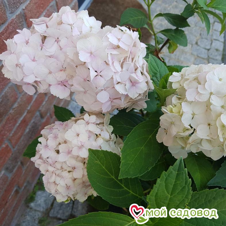 Гортензия крупнолистная Мадам Эмили Мулье ЗКС